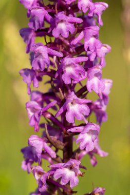 Güzel çiçeğin yakın görüntüsü