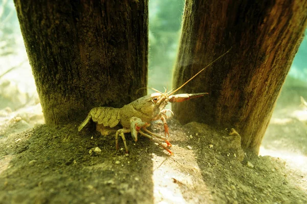 Unterwasserblick Für Europäische Krebse Der Natürlichen Umgebung Der Plitvicer Seen — Stockfoto