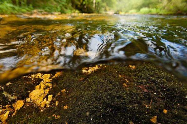 Podvodní Svět Národního Parku Plitvická Jezera Chorvatsko — Stock fotografie