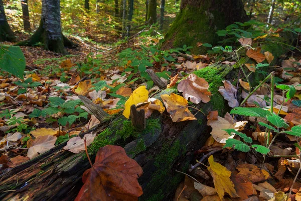 Otoño Los Lagos Plitvice Croacia — Foto de Stock