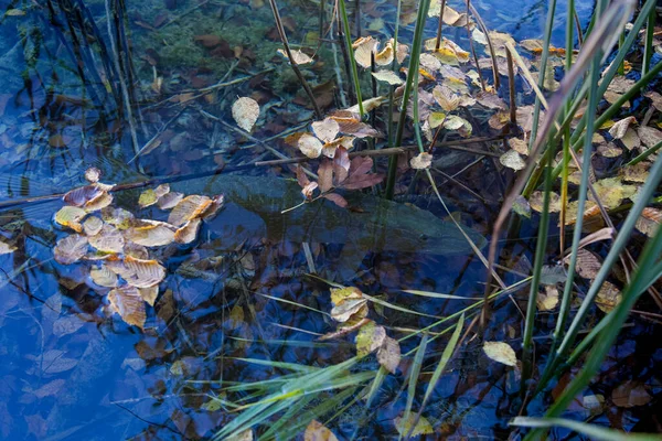 Вид Листьев Воде Рыбы Водой Пруду — стоковое фото