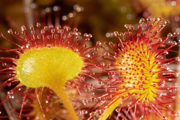 Widok Bliska Piękny Tropikalny Kwiat Żółtymi Cierniami — Zdjęcie stockowe