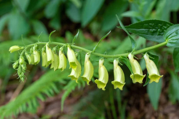 Vue Rapprochée Belle Fleur — Photo