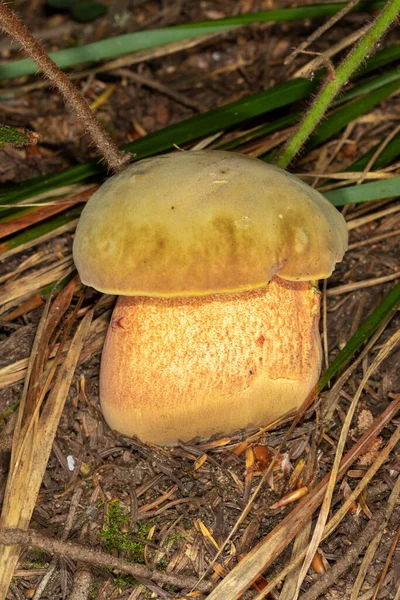 森林蘑菇的闭合视图 — 图库照片
