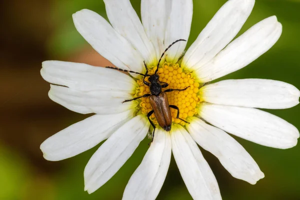 Closeup View Beetle Plants — Stock Photo, Image