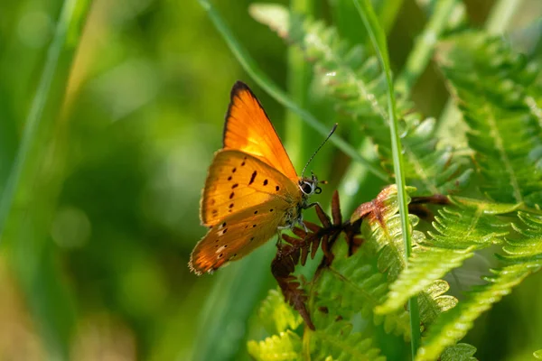 Closeup View Butterfly Plants — Stock Photo, Image