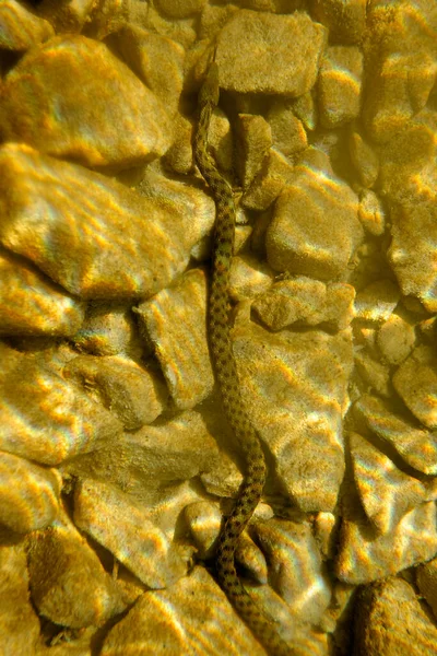 Vista Cobra Água Entre Pedras — Fotografia de Stock