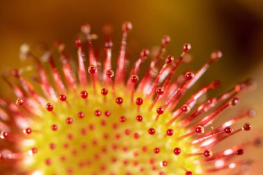 Hırvatistan 'ın Plitvice Gölleri' ndeki yuvarlak yapraklı güneş çiğ veya yaygın güneş çivisi Drosera rotundifolia