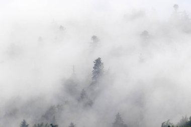 Siste Kozalaklı Orman, Plitvice Gölleri Ulusal Parkı, Hırvatistan