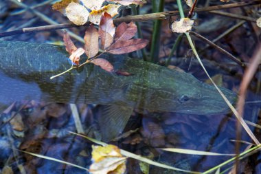 Hırvatistan 'ın Plitvice Göllerinin sığ sularındaki kuzey turna balığı (Esox lucius)