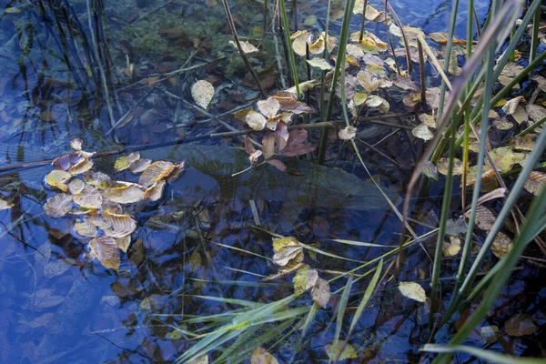 Nordgäddan Esox Lucius Det Grunda Vattnet Vid Plitvicesjöarna Kroatien — Stockfoto