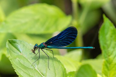 Hırvatistan 'ın Plitvice Gölleri Ulusal Parkı' ndaki bitki örtüsü üzerine güzel matmazel (Calopteryx virgo)