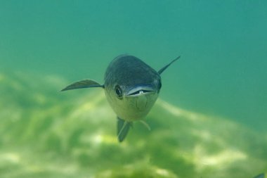 Hırvatistan 'daki Krka Milli Parkı' ndaki Skradinski buk 'tan ince dudak kefal balığı.