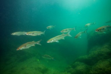 Hırvatistan 'daki Krka Milli Parkı' ndaki Skradinski buk 'tan ince dudak kefal balığı.
