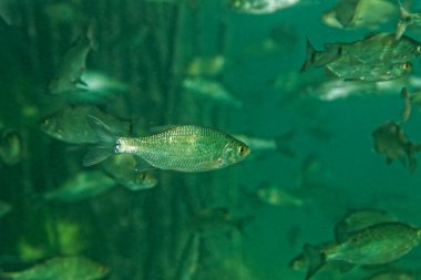 Hırvatistan 'ın Krka Nehri' nde Scardinius deresi balığı sürüsü