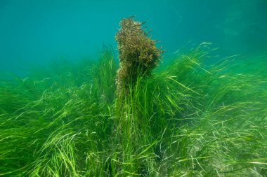 Hırvatistan 'daki Krka Nehri' nin dibi