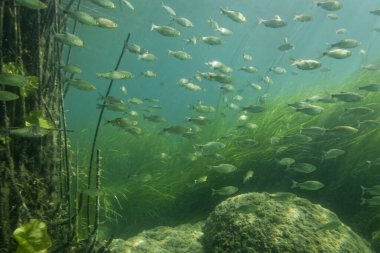 Hırvatistan 'ın Krka Nehri' nde Scardinius deresi balığı sürüsü