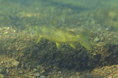 Hırvatistan 'daki Krka Nehri alabalığı.