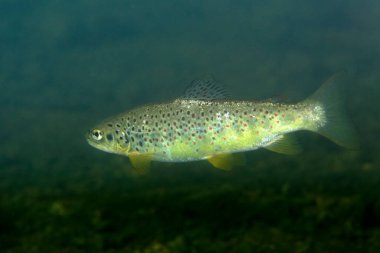 Hırvatistan 'daki Krka Nehri alabalığı.