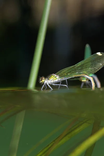 Witbenige Waterjuffer Paren Leggen Eieren Watervegetatie Krka Rivier Kroatië — Stockfoto