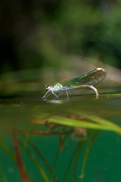 Demoiselle Pattes Blanches Accouplement Dépôt Des Œufs Sur Végétation Aquatique — Photo