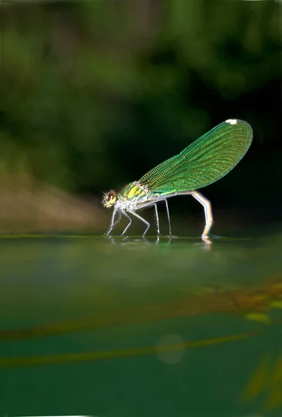 Demoiselle Pattes Blanches Accouplement Dépôt Des Œufs Sur Végétation Aquatique — Photo