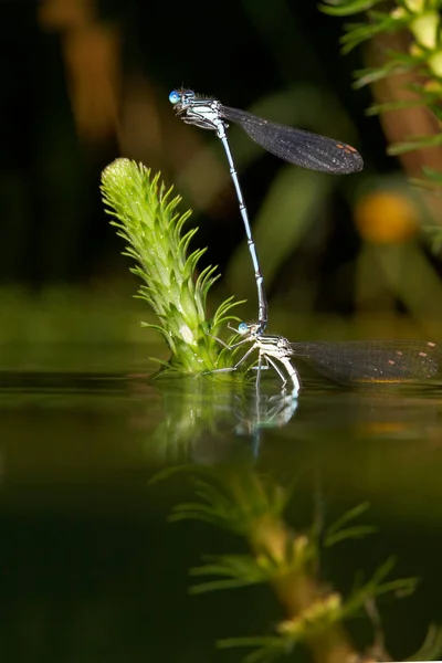 白腿蜻蜓交配并在水草上产卵 — 图库照片