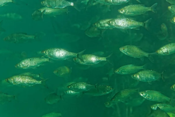 Shoal Van Scardinius Ontsporen Vissen Rivier Krka Kroatië — Stockfoto