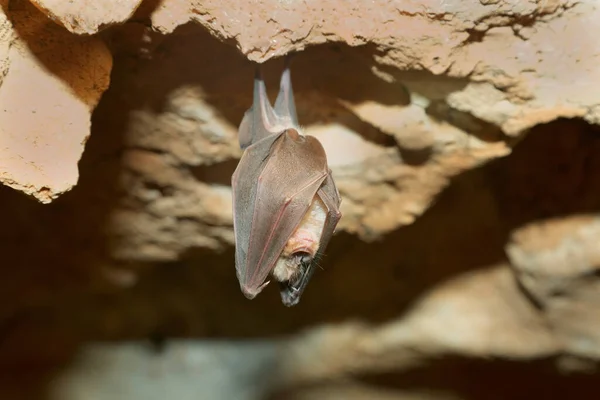 Murciélago Colgando Del Techo Cueva Parque Nacional Del Río Krka —  Fotos de Stock