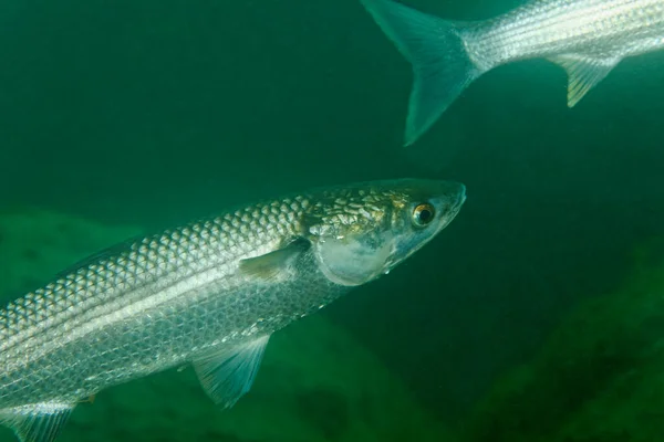 Thinlip Mullet Van Skradinski Buk Krka National Park — Stockfoto