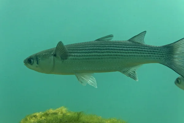 Thinlip Mullet Van Skradinski Buk Krka National Park — Stockfoto