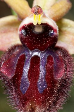 Hırvatistan 'ın Kamenjak Burnu' nda erken Örümcek Orkidesi