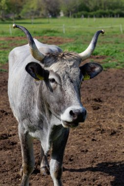Cape Peninsula, Istra, Hırvatistan 'daki gri sığırlar