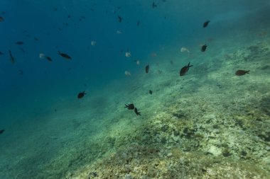 Adriyatik Denizi neae Burnu Kamenjak Rezervi, Hırvatistan