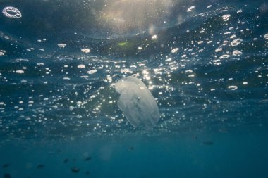 Hırvatistan 'ın Kamenjak kenti yakınlarındaki Adriyatik Denizi' ndeki taraklı denizanalarının sualtı manzarası
