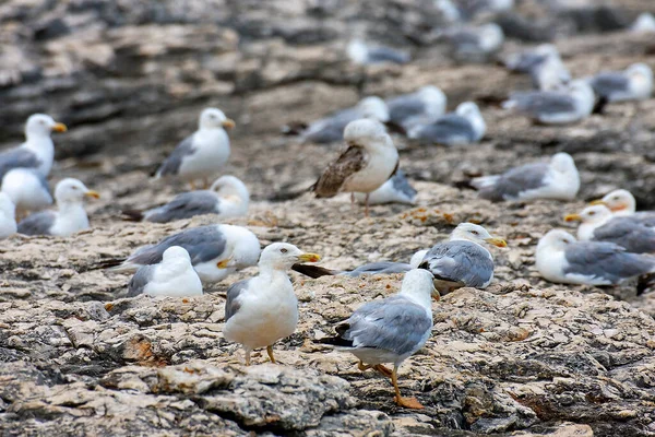 Gaviotas Costa Rocosa Reserva Kamenjak Istria Croacia —  Fotos de Stock