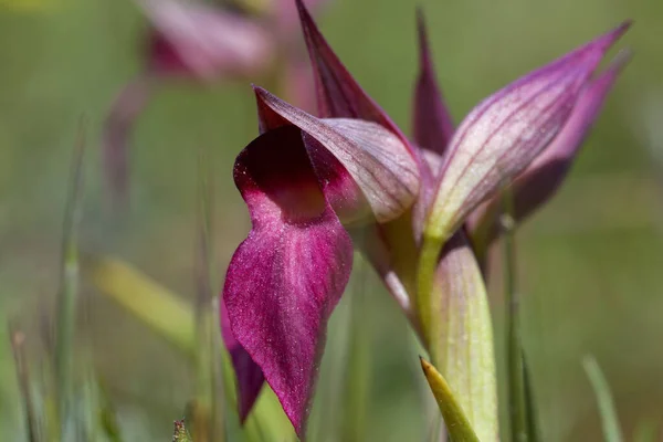 Orchidea Serapias Istriaca Cape Kamenjak Chorwacja — Zdjęcie stockowe