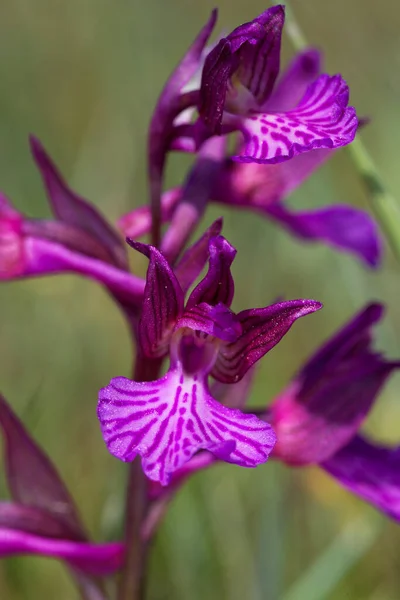 Orchidea Motylkowa Cape Kamenjak Chorwacja — Zdjęcie stockowe