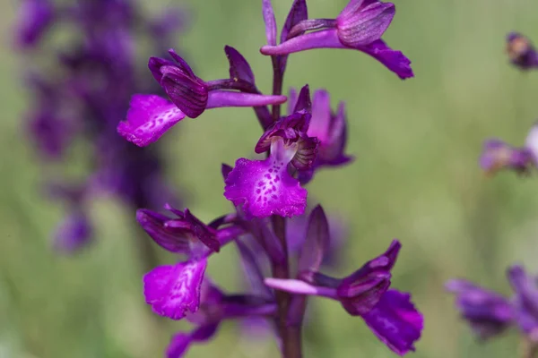 Orchidea Motylkowa Cape Kamenjak Chorwacja — Zdjęcie stockowe