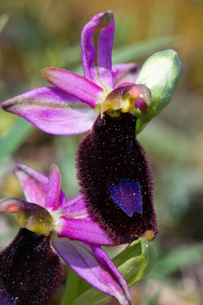 Bertoloni Bee Orchid Cape Kamenjak Chorwacja — Zdjęcie stockowe