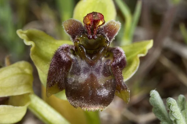 Zbliżenie Kwiatu Trzmiela Orchidea Przylądku Kamenjak — Zdjęcie stockowe