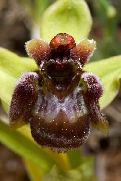 Zbliżenie Kwiatu Trzmiela Orchidea Przylądku Kamenjak — Zdjęcie stockowe