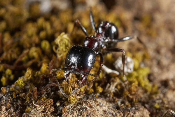 Close Ant Carrying Plant Part — Stock Photo, Image