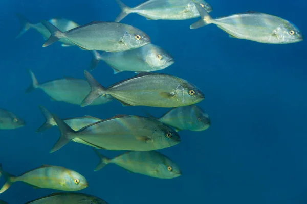 School Van Grote Amberjack Adriatische Zee Kroatië — Stockfoto