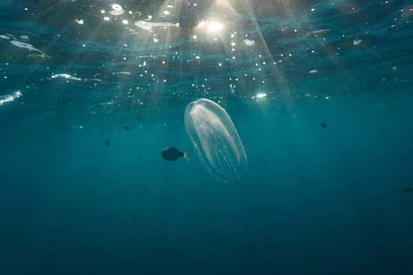 Underwater View Comb Jellies Adriatic Sea Kamenjak Croatia — Stock Photo, Image