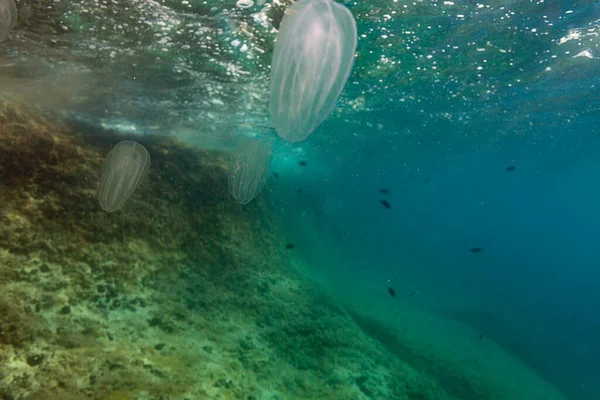 Underwater View Comb Jellies Adriatic Sea Kamenjak Croatia — Stock Photo, Image
