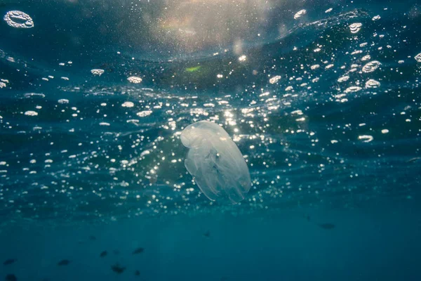 Hırvatistan 'ın Kamenjak kenti yakınlarındaki Adriyatik Denizi' ndeki taraklı denizanalarının sualtı manzarası