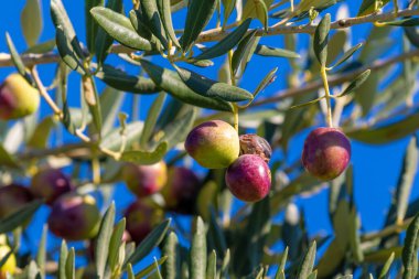 Hırvatistan 'ın Nin kentinde dalda olgun zeytin meyveleri