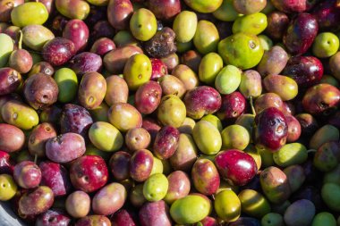 Hırvatistan 'ın Pakostan kentinde olgun zeytinler toplanıyor