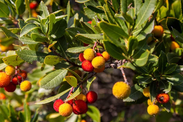 Frukter Jordgubbsträdet Från Mljet Kroatien — Stockfoto